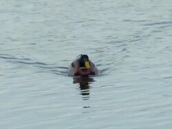 Male Mallard Duck swims toward camera on blue lake. Stock Footage