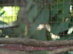 Green love bird Stock Footage