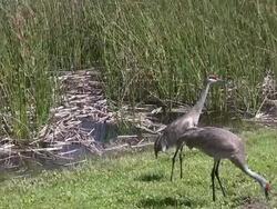 Pair of Sandhill Cranes In A Wetlands Stock Footage
