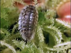 Venus Fly Trap catches woodlouse. UK Stock Footage