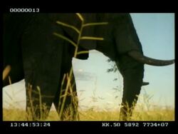 MCU African Elephant (Loxodonta africana), head feeding on grass, tilt down to see trunk gathering food Stock Footage