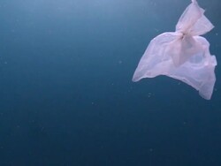 Plastic bags floating in water (resembling jellyfish to potential predators), Monad Shoa, Malapascua, Philippines Stock Footage