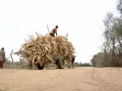 Cattle cart full of straw going away Stock Footage