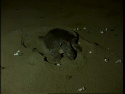 Olive Ridley turtle (Lepidochelys olivacea); adult female laying eggs at night, hatched eggs and juveniles surrounding, India Stock Footage