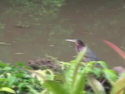 Green Heron Stock Footage