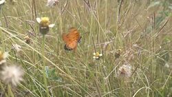 Butterfly with reed of grass and green environment Stock Footage