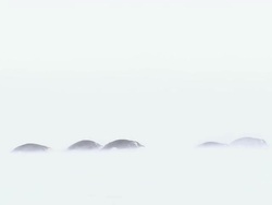 WS Adult penguins lying down in snow blizzard / EkstrÃƒÂ¶m Ice Shelf,Atka Iceport Emperor Penguin Colony,  Queen Maud land, Antarctica   Stock Footage