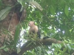 White-headed Capuchin on a tree Stock Footage
