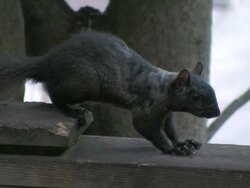 (HD1080i) Black Squirrel Stands Still, then Leaves Stock Footage