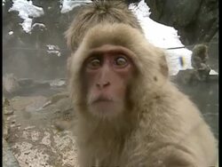 CU Macaque plays with camera lens curiously Stock Footage