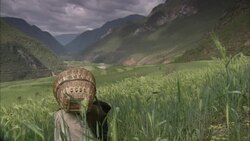 A woman with a basket on her back bends over to tend to a crop. Stock Footage