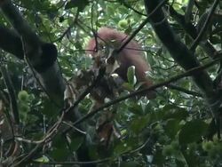 Orangutan (Pongo pygmaeus) eating fruit, Danum Valley, Sabah, Malaysia, Borneo Stock Footage