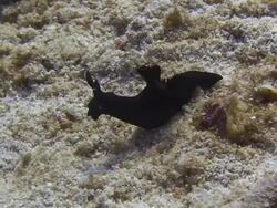 Nudibranch (Sea Slug) shots Stock Footage
