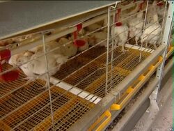 Integrated poultry farm. Stock Footage