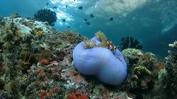 Clownfish swimming on the sea apple happy underwater Stock Footage