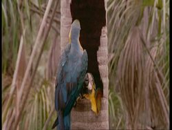 MS Adult Blue and yellow macaw feeding young, South America Stock Footage