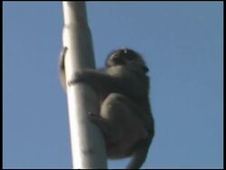 Monkey Sliding Down Pole Stock Footage