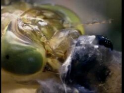 BCU Dragonfly larva eating tadpole Stock Footage