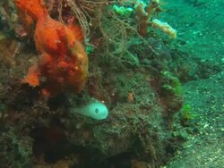 Orange Frogfish moves down from perch towards prey fish, close up. Indonesia  Stock Footage