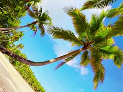 Abstract beach. Stock Footage