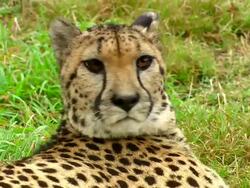 Cheetah lying and looking around Stock Footage