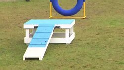 Dogs Run Obstacle Course at Battersea Dogs Home News Clip