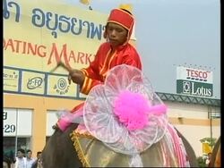 THAILAND: DOUBLE WEDDING FOR ELEPHANTS News Clip