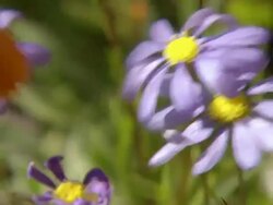MS Shot of Common felicia flowers moving slightly / Namaqualand, Northern Cape, South Africa Stock Footage