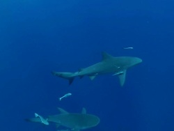 WS TS Shot of Two bull or zambezi shark swimming with remora / Matola, Maputo, Mozambique Stock Footage