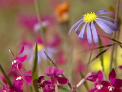 MS Shot of Common felicia flower moving slightly with srpingbok painted petals / Namaqualand, Northern Cape, South Africa Stock Footage