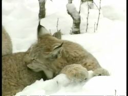 CU group of Lynx grooming, Arctic Circle Stock Footage