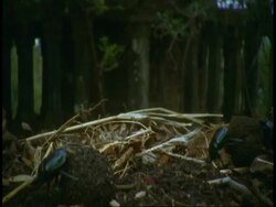 CU Dung beetles rolling two dung balls, India Stock Footage
