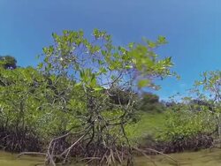 Mangrove forest Stock Footage