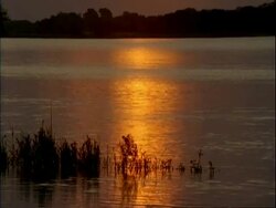 MS of orange reflections on flowing water, silhouetted trees on horizon, plants in foreground, Mana Pools, Mana Pools, Zimbabwe Stock Footage