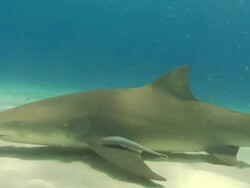 Tiger shark, Galeocerdo cuvier, Lemon shark, Negaprion brevirostris, swim, sandy seabed, Bahamas  Stock Footage