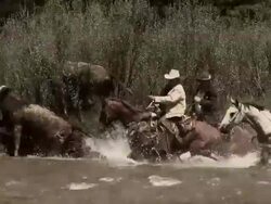 Vintage Cowboys on horseback herd cattle across river Stock Footage