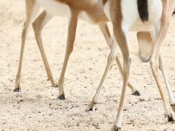 Playing Gazelles Stock Footage