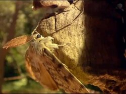 Gypsy moth (Lymantria dispar) with large antennae, Andalusia, Southern Spain Stock Footage