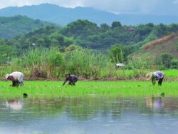 Farmers plant rice in paddy field Stock Footage