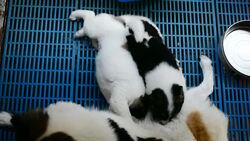 mother and babies Stock Footage