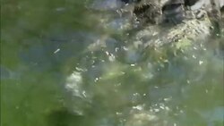 A crocodile slides into a river. Stock Footage