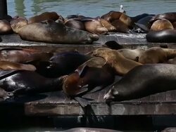 Sea Lions At San Francisco's Pier 39 Stock Footage