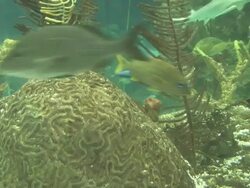 Busy coral 4 - HD 1080/30F Stock Footage