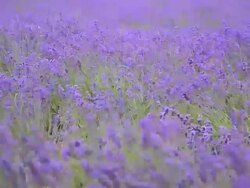 Lavender Against the wind. Stock Footage