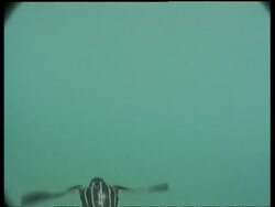 Baby Leatherback turtle (Dermochelys coriacea) swimming in sea, Papua New Guinea Stock Footage