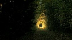 Tunnel in the woods. Autumn Stock Footage