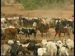 Samburu and cattle, WA, Kenya Stock Footage