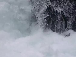 MS SLO MO  Salmon leaping up  in stream /  Washington, United States Stock Footage