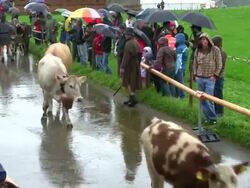 MS PAN Viehscheid at Schollang near Oberstdorf, ceremonial driving down of cattle from mountain pastures into valley in autumn at Allgau Alps / Oberstdorf, Bavaria, Germany Stock Footage