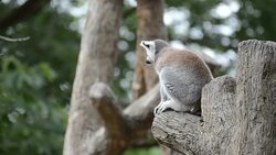 HD:Lemur Ring tailed in the nature Stock Footage